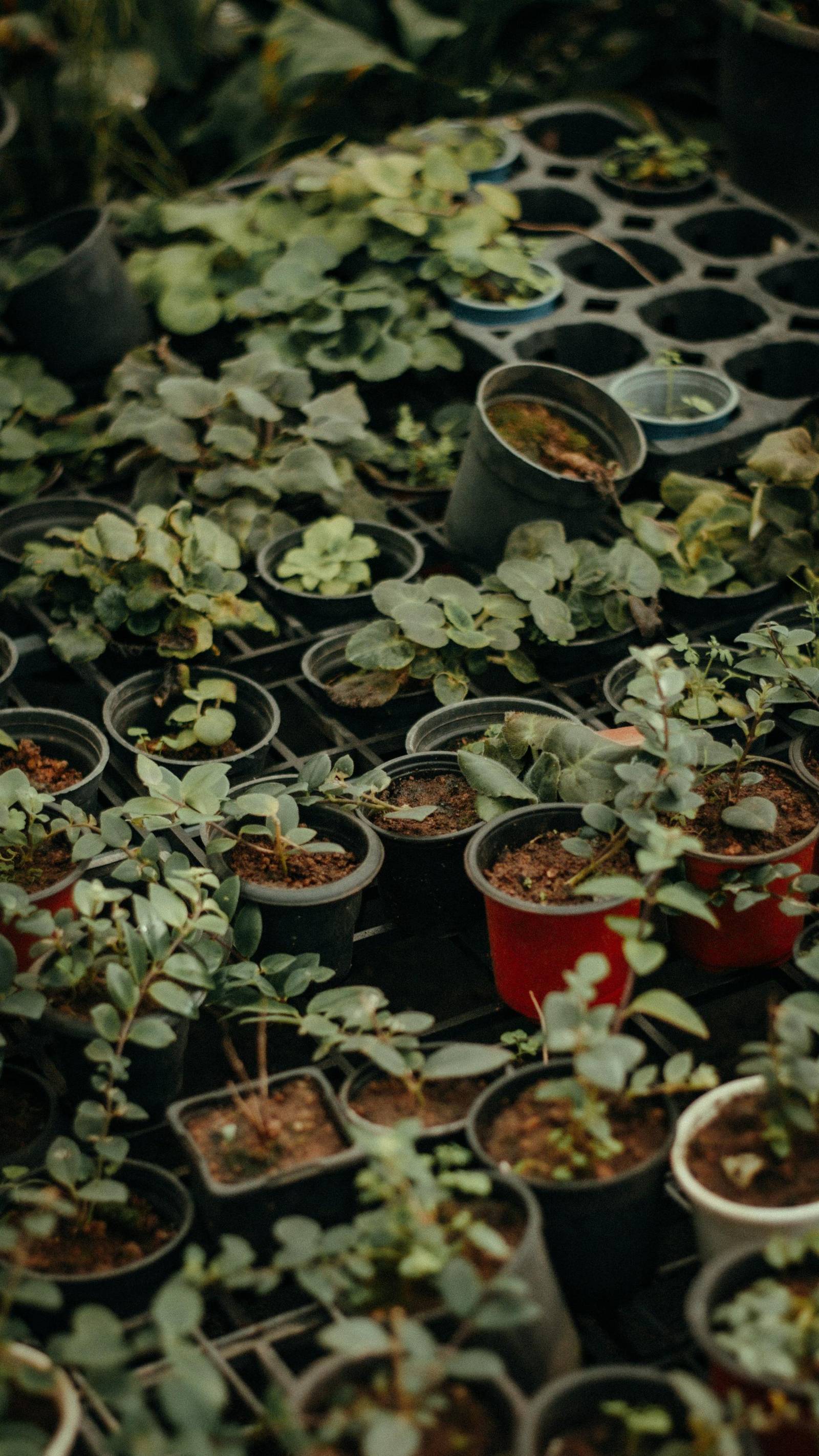 Young plants in nursery pots