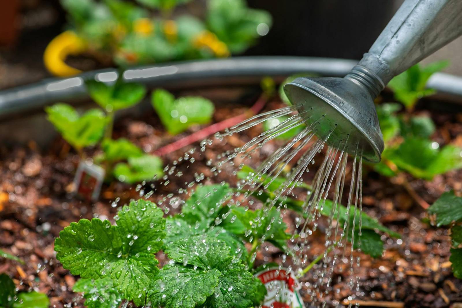 Watering seedlings in the nursery