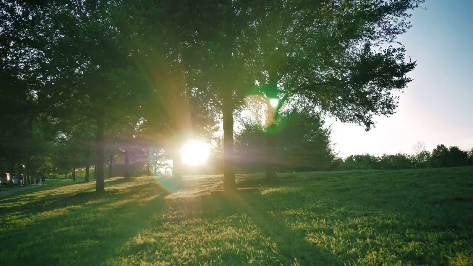 Sunlit lawn and trees in a landscaped garden