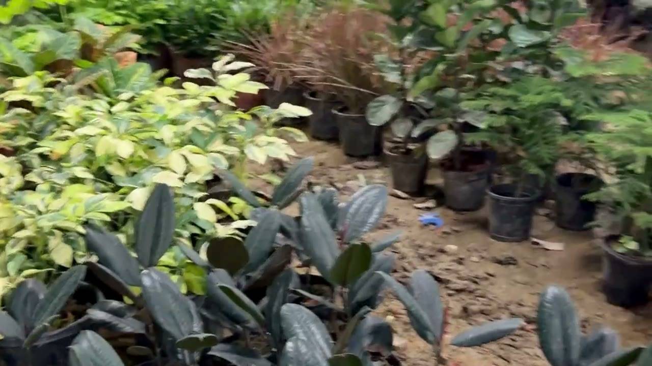 Plant beds and pathways at the Aadhya nursery, Sector 76