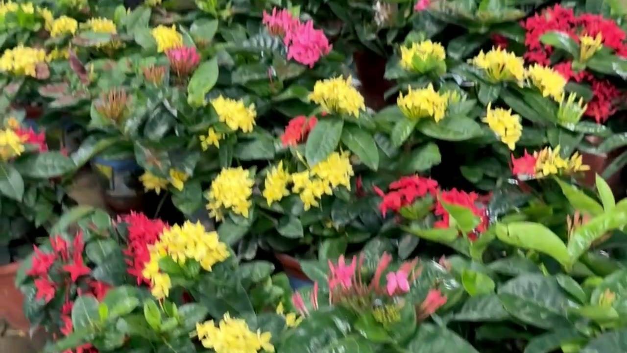 Beds of flowering ixora at the Aadhya nursery